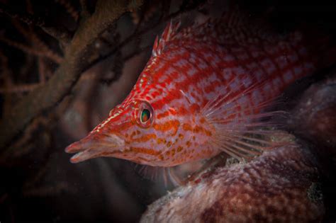 Longnose Hawkfish Care Guide: Tank Setup, Diet & Behavior.